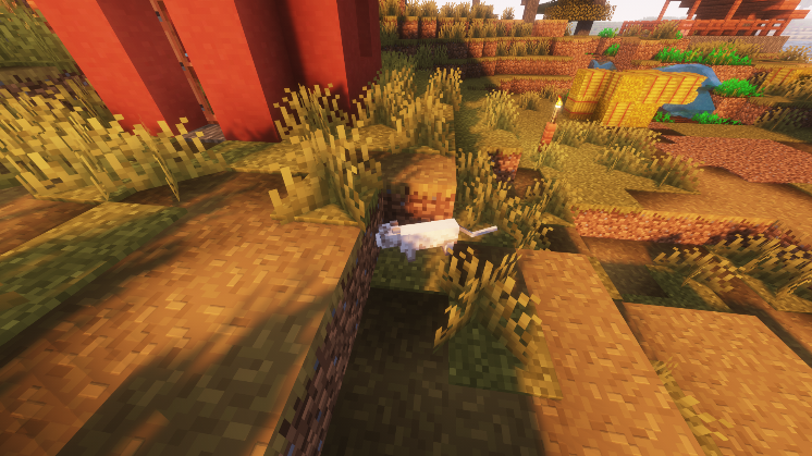 Cat in the village