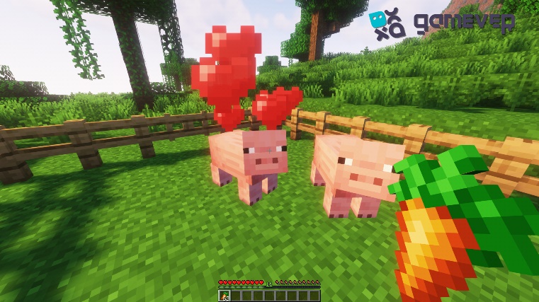 Feeding carrots to pigs