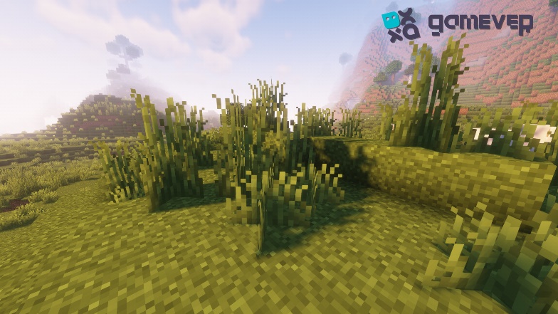 Grass on plain