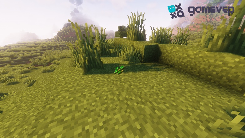 Wheat seeds