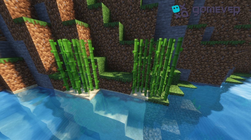 Sugar cane on the shore