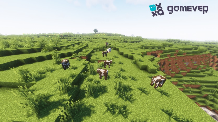 Cows on the field