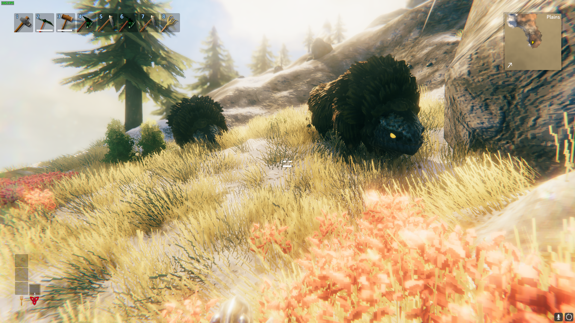 Wild Loxes in Plains.