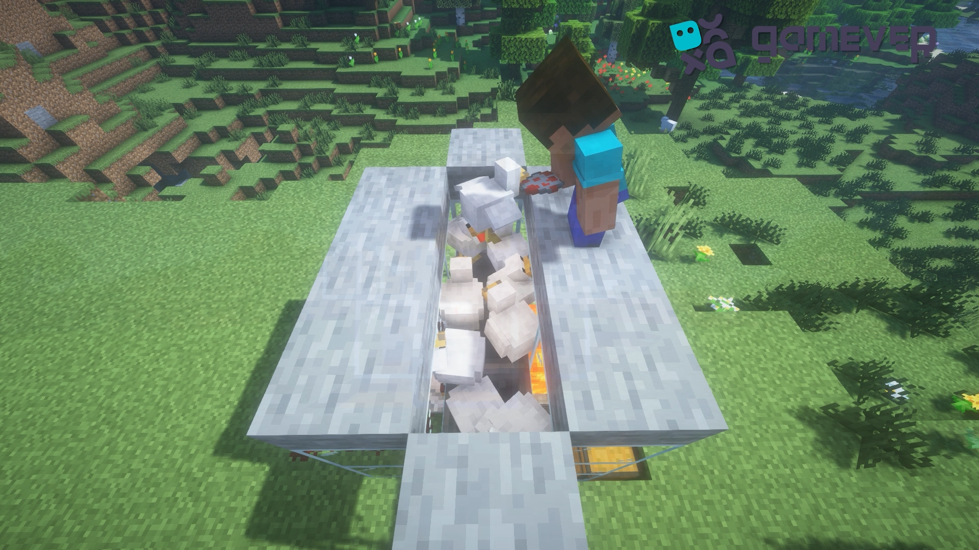 Putting chickens on the farm