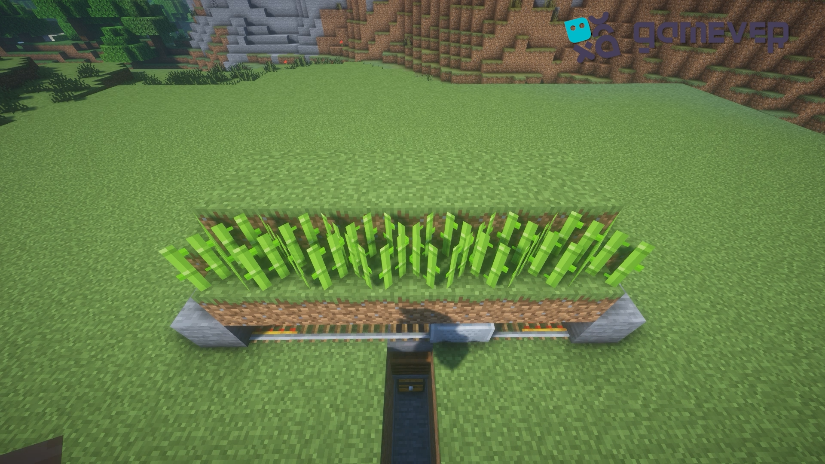 Sugar cane planted