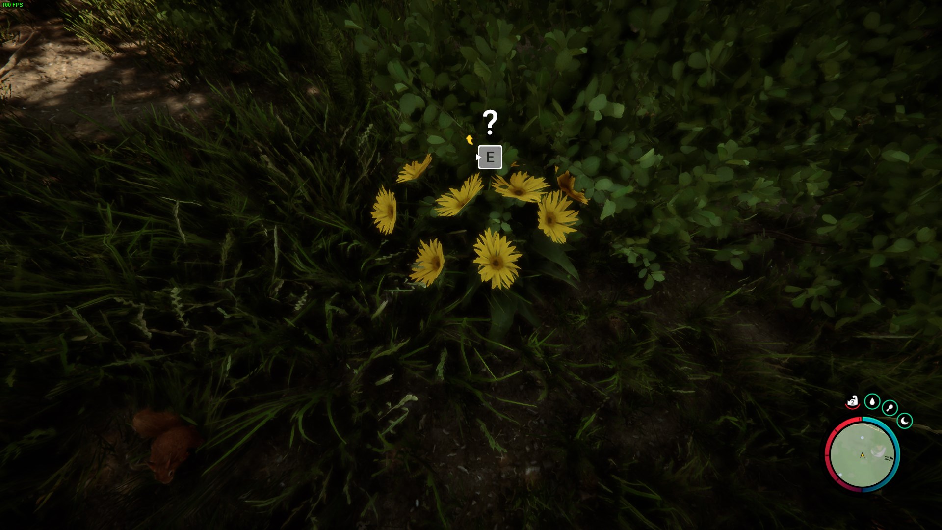 Search for Arrowleaf hidden in grass patches.