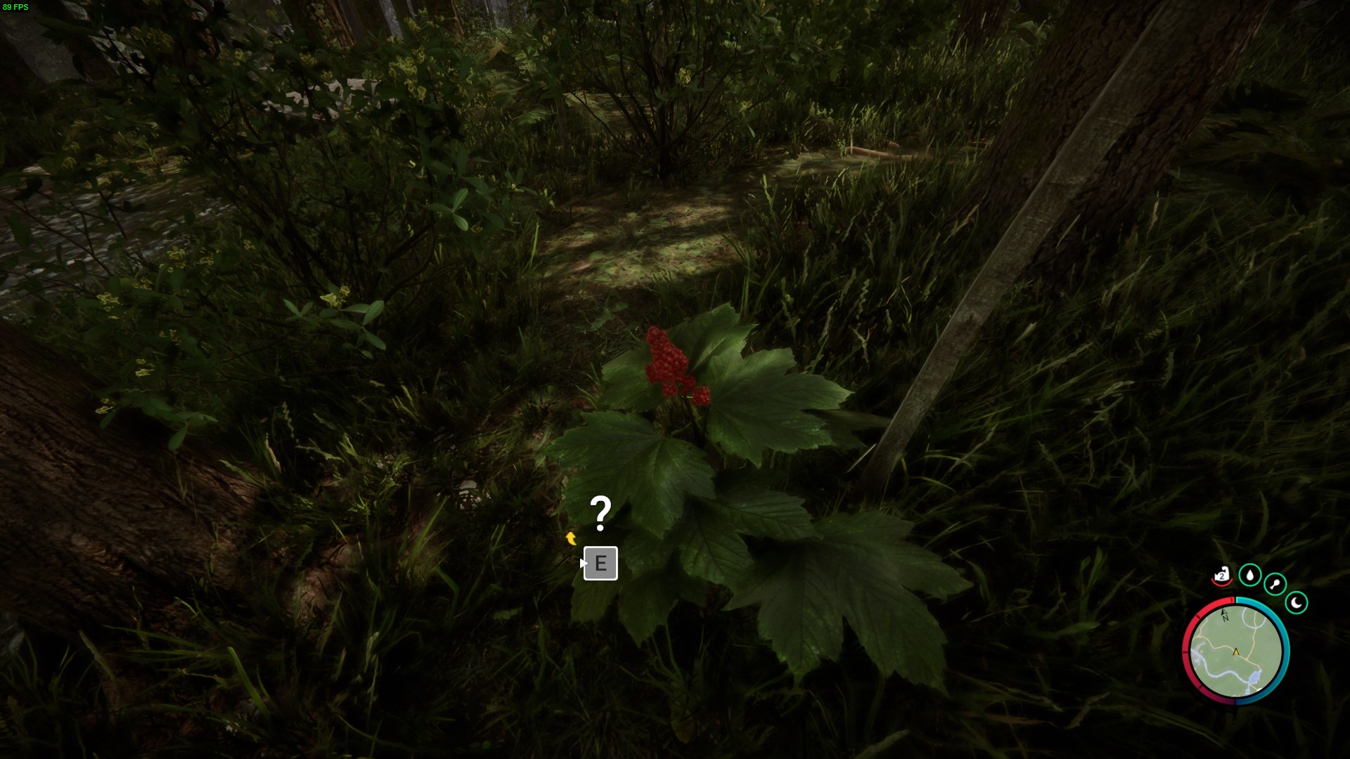 Seek Devil's Club, red plants mostly on the east side.