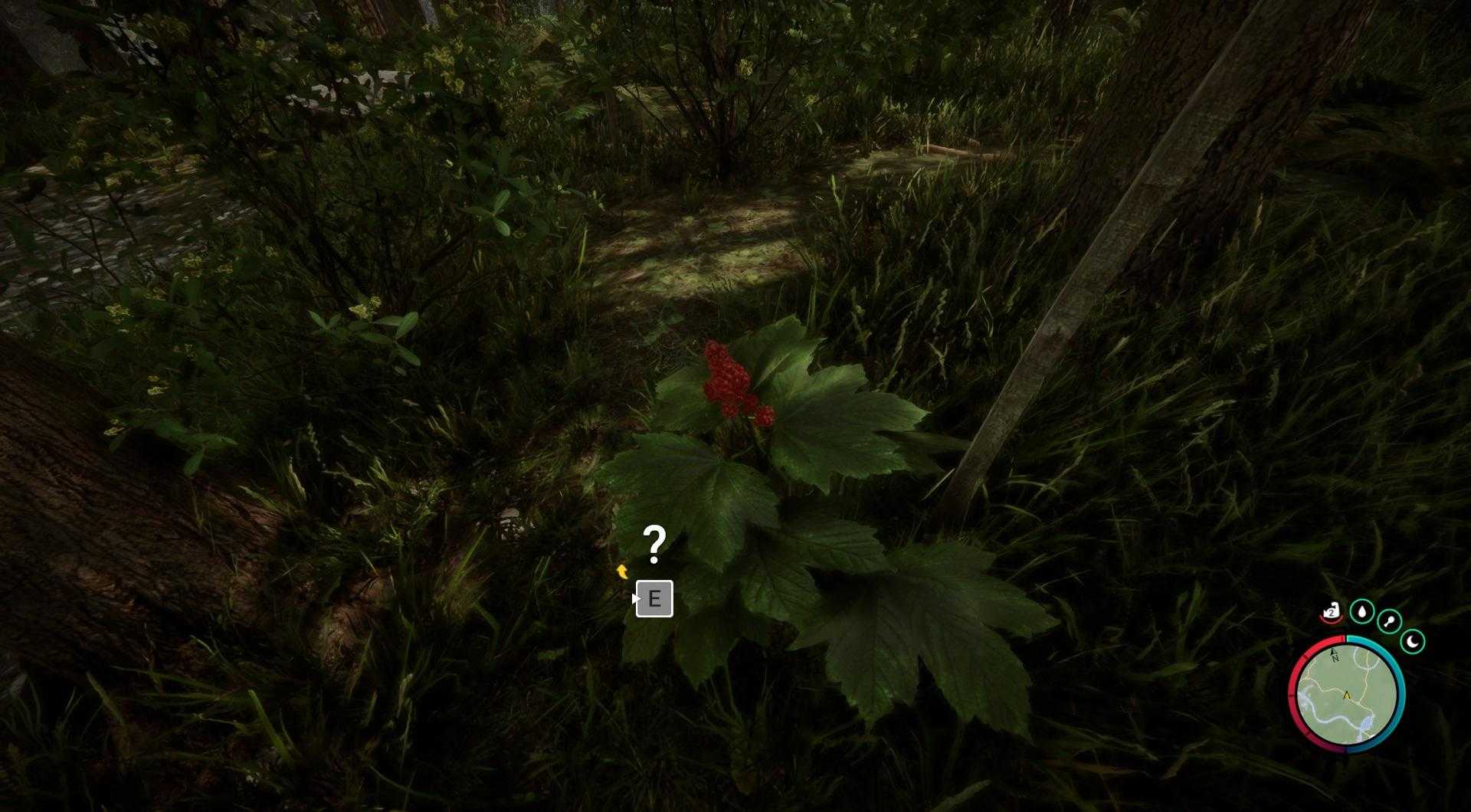 Suche nach Devil's Club, roten Pflanzen, hauptsächlich auf der Ostseite.
