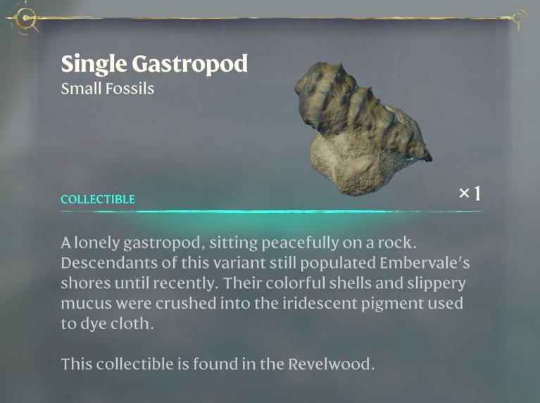 Display your Single Gastropod Fossil proudly