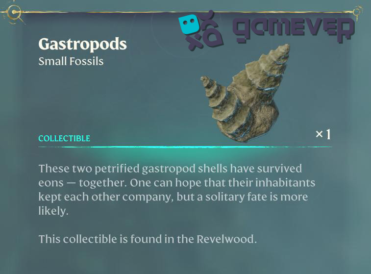 Encuentra uno de los fósiles de Revelwood - Gastropodos en la actualización de Enshrouded