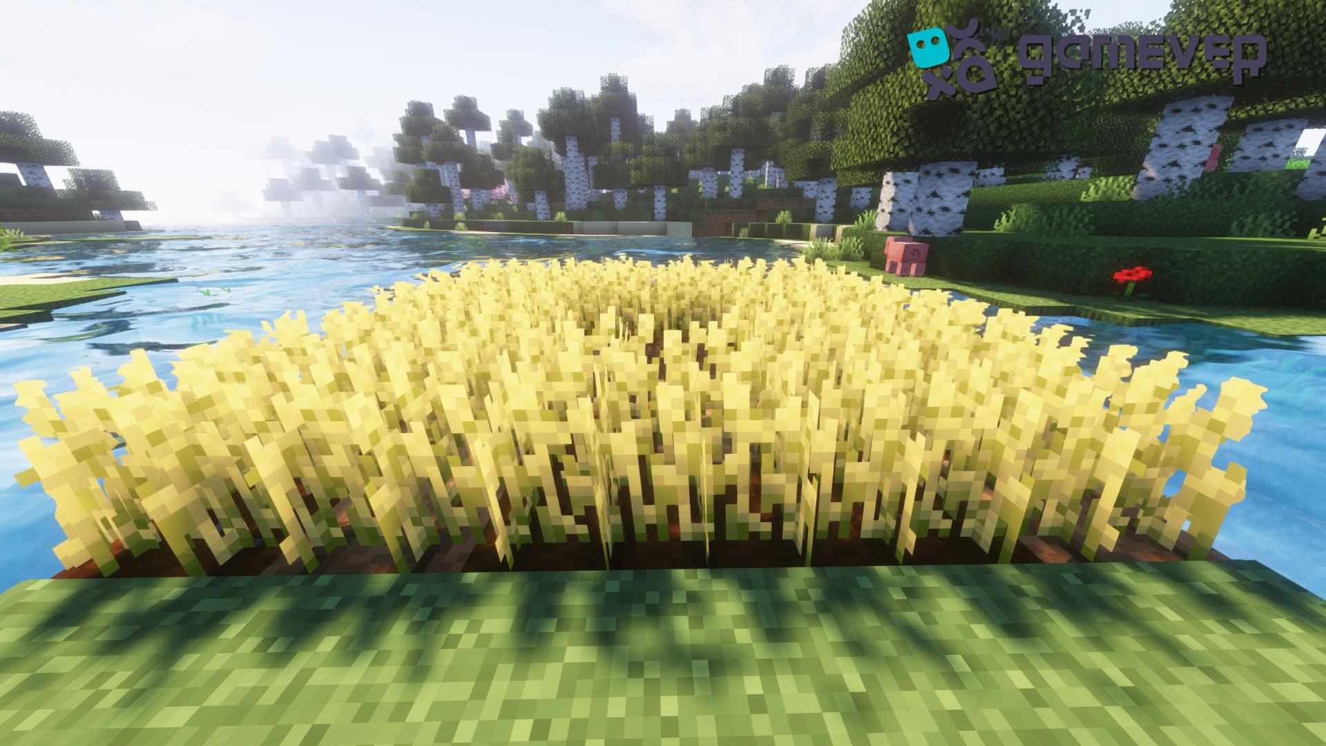 Weizenfarm