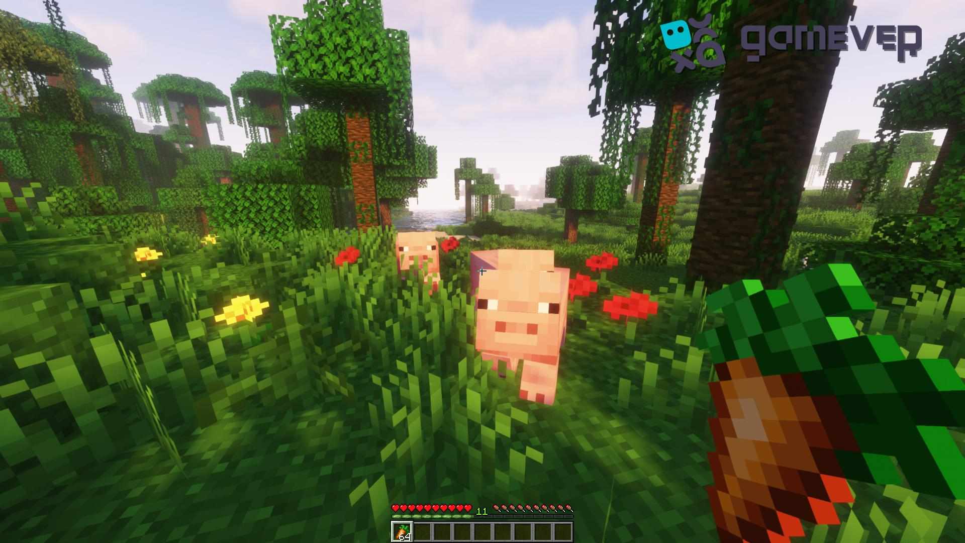 Schweine mit Karotten anlocken