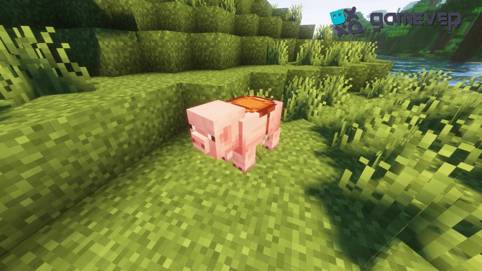 Sattelndes Schwein