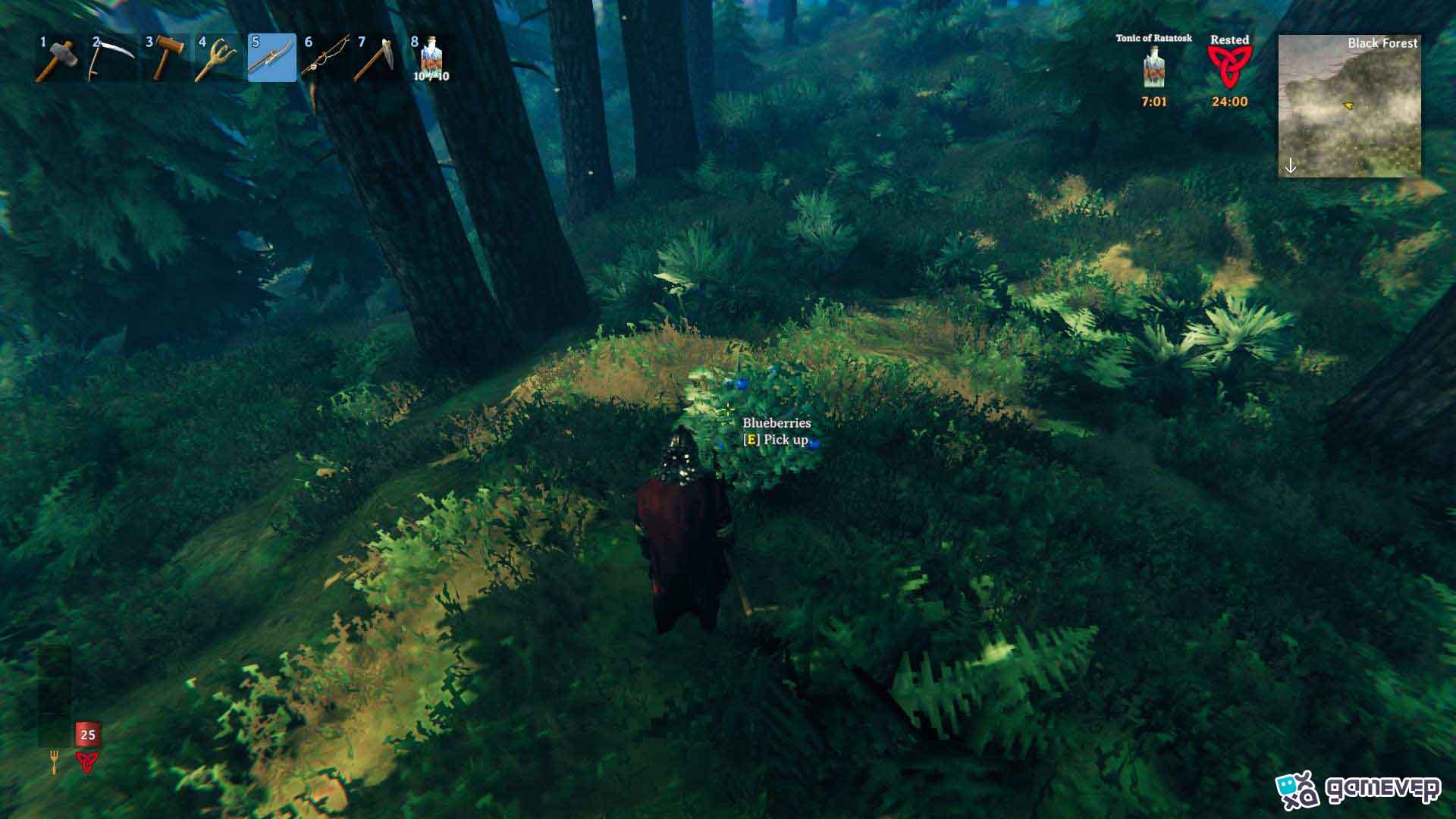 Recolecta arándanos de arbustos en el Bosque Negro en la actualización Bog Witch de Valheim