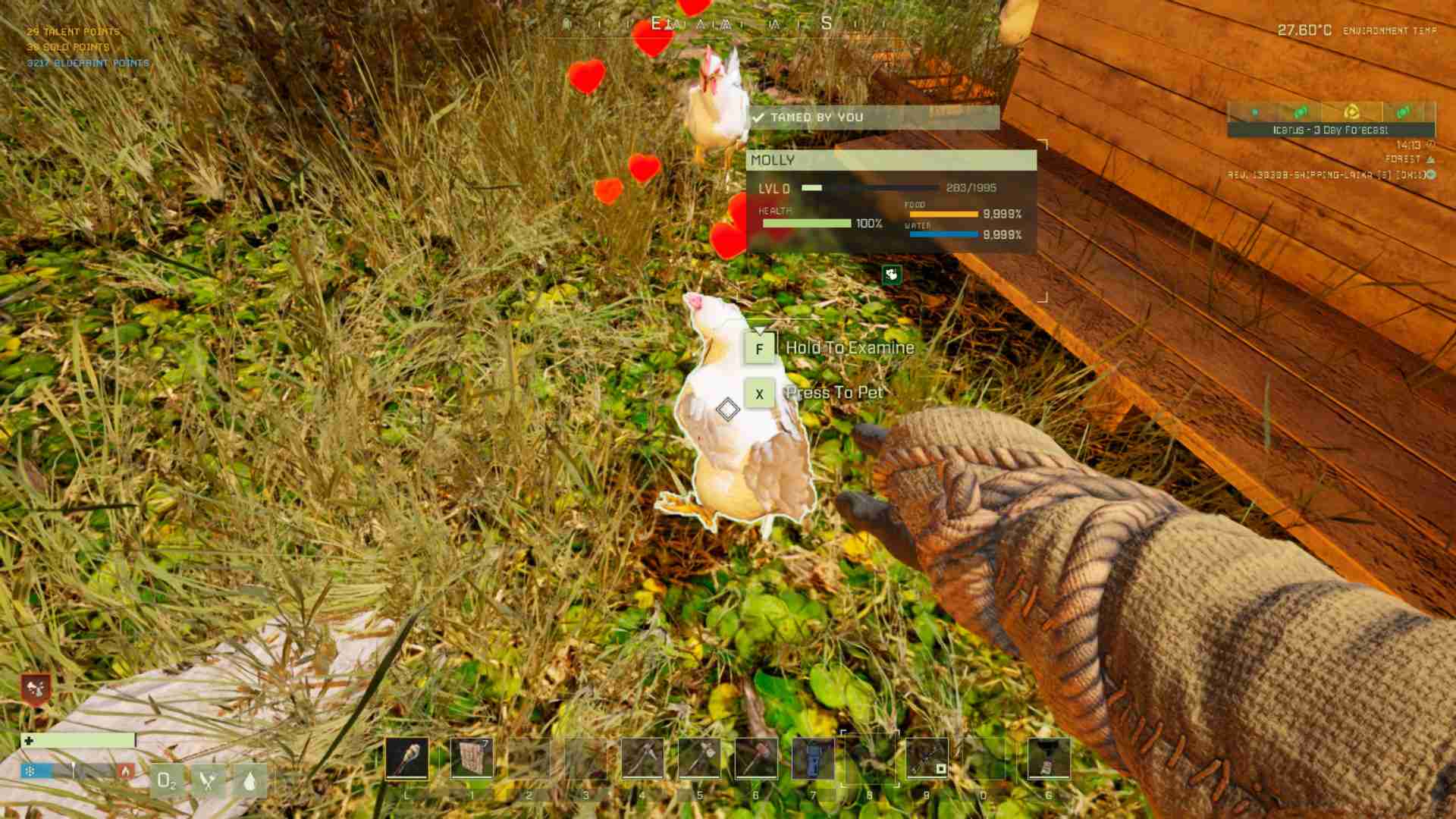 Enjoy your new feathered friends and their fresh eggs!