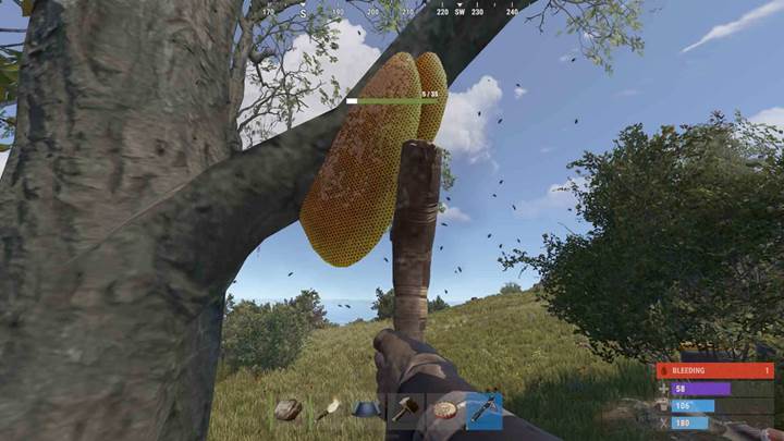 Finde einen natürlichen Bienenstock in Rusts Wäldern.