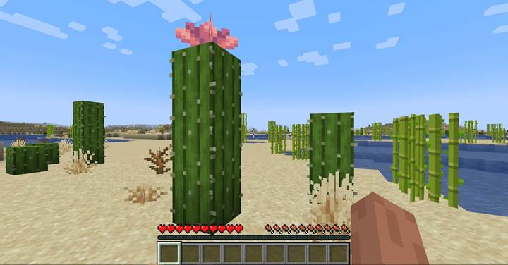Sammle und baue Kaktusblten im Minecraft Spring-to-Life-Update an - gamever