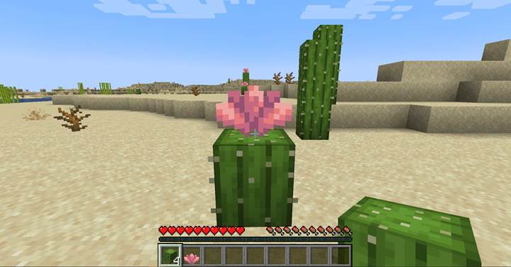 Sammle und baue Kaktusblten im Minecraft Spring-to-Life-Update an - gamever