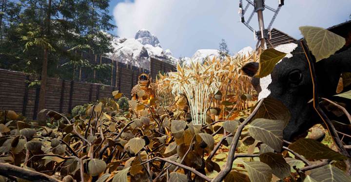Add four potatoes to produce one seed for replanting.