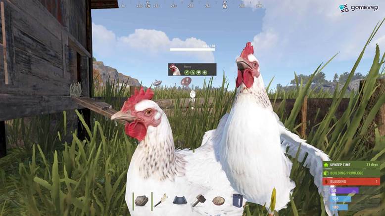 Reemplaza las gallinas poco productivas para mantener una alta producción de huevos en Rust.