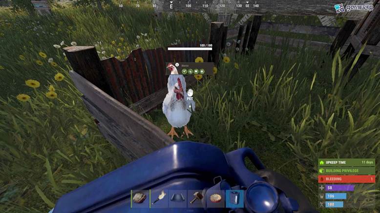 Alimenta a tus gallinas con bayas, maíz y papas en Rust.
