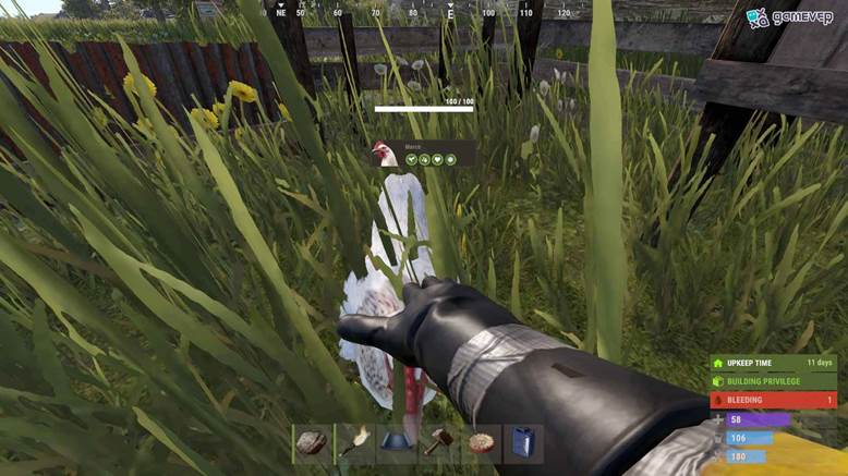 Acaricia a tus gallinas para aumentar su felicidad y producción de huevos en Rust.